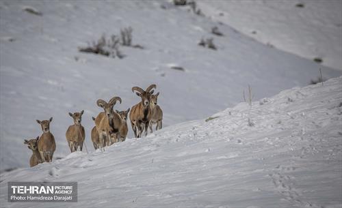 حیات وحش تهران  9