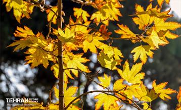 سمفونی رنگ های پاییزی - بوستان اندیشه 15