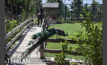 باغ پرندگان تهران 37