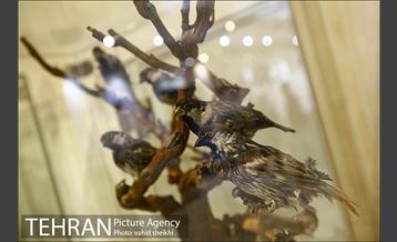 موزه طبیعت و حیات وحش دارآباد 28