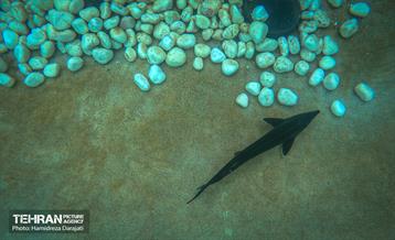 اقیانوس پارک  37