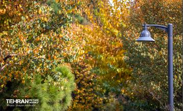 سمفونی رنگ های پاییزی  20