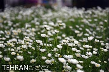 بازار گل شهید محلاتی در آستانه نوروز 14