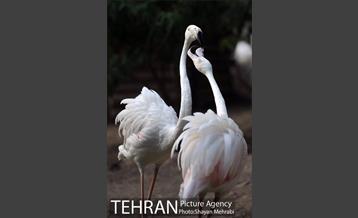 باغ پرندگان تهران 68