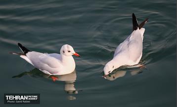 پرندگان مهاجر دریاچه چیتگر 32