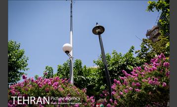 گل های توری 11