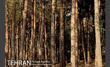 پارک جنگلی چیتگر 15