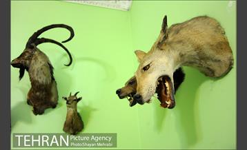 موزه حیات وحش هفت چنار 50