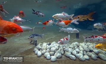 اقیانوس پارک  20