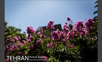 گل های توری 6