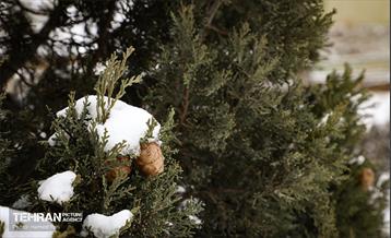 روز برفی در آبشار تهران 39