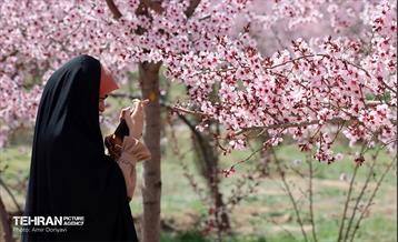 شکوفه‌های بهاری در بوستان سمن‌ها 17