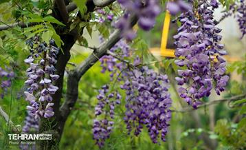 هوای بهاری منطقه 5 1