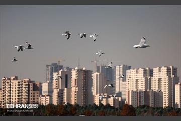 کوچ پرندگان مهاجر به دریاچه شهدای خلیج‌فارس 37