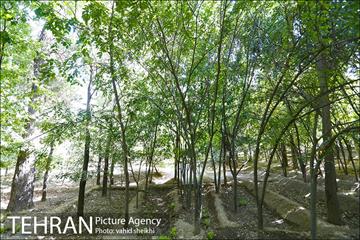 بوستان قیطریه 4