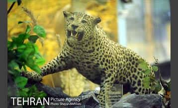 موزه حیات وحش پردیسان 4