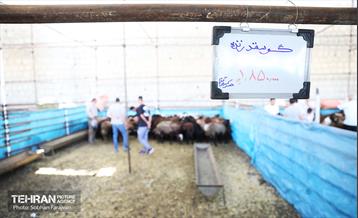 مرکز عرضه دام بهداشتی به مناسبت عید قربان 41