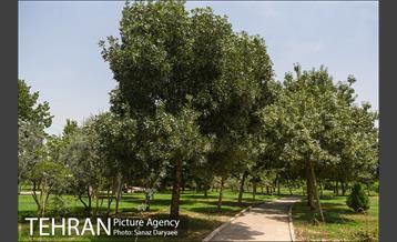 بوستان پردیس بانوان 14