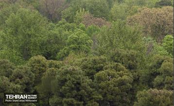 تیتر هوای بهاری تهران 8