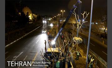 ​جا به جایی درختان گیشا به دلیل ساخت زیرگذر 24