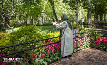 لاله های باغ ایرانی 24