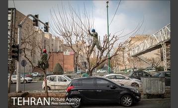 آغاز فصل هرس درختان- 2