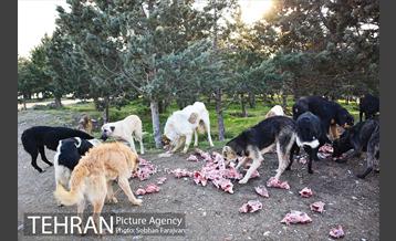 رهاسازی 150 قلاده سگ بدون صاحب  27