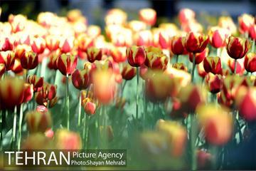 رویش گل های لاله در باغ ایرانی 10
