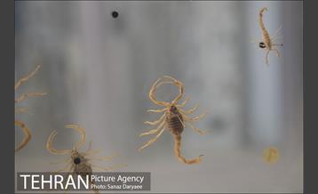 موزه طبیعت و حیات وحش ایران دارآباد‎ 17