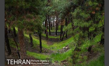 طبیعت بهاری پارک جنگلی لویزان‎  11