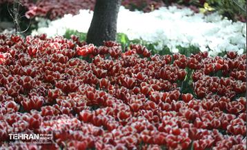 بازدید اصحاب رسانه از باغ ایرانی 9