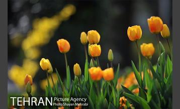 رویش گل های لاله در پارک ملت 4