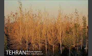 باغ موزه قصر تهران 13