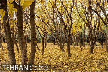 پاییز زیبای پایتخت- 2 10