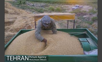 برداشت گندم در مزارع جنوب تهران‎ 10